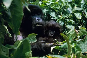 Specie Prints: Mountain Gorillas