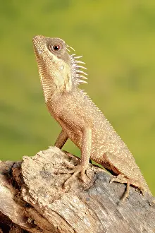 Lizard Prints: Mountain Horned Dragon