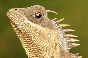 Lizard Prints: Mountain Horned Dragon head portrait
