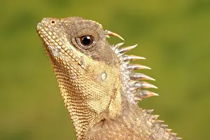 Lizard Prints: Mountain Horned Dragon head portrait
