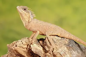 Lizard Prints: Mountain Horned Dragon on a log