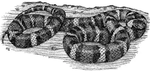 Colubridae Prints: Mountain Kingsnake