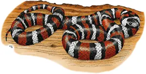 Serpent Prints: Mountain Kingsnake
