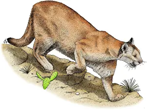 Big Cats Prints: Mountain Lion