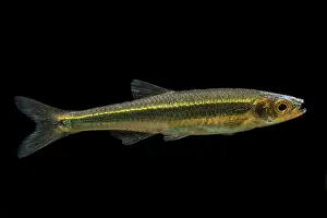 Breeding Prints: Mountain Shiner (Lythrurus lirus)