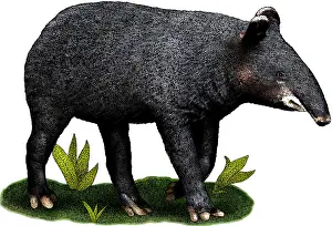 Woolly Prints: Mountain Tapir