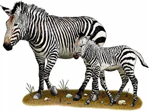 Equus Prints: Mountain zebras