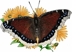 Butterfly Prints: Mourning Cloak Butterfly