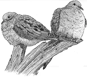 Winged Prints: Mourning Doves