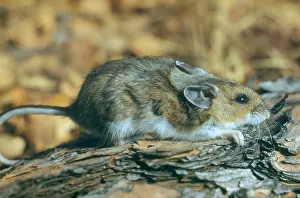 Mice Prints: Mouse on a Log