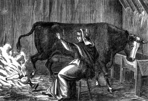 Cattle Prints: Mrs. O'Leary's Cow, The Great Chicago Fire, 1871