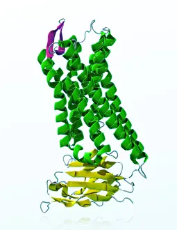 Killer Prints: Mu-Opioid Receptor, molecular model