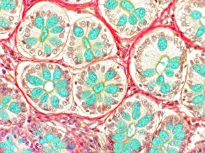 Science Source Collection Prints: Mucus glands, rectum, light micrograph