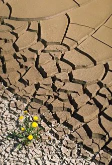 Weed Prints: Mud cracks in a drying pond