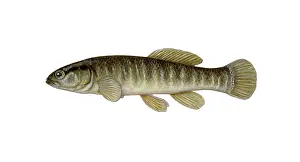 March Prints: Mud Minnow
