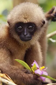 Tree Prints: Mueller's Gibbon