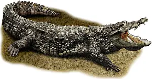 Persian Prints: Mugger Crocodile, Illustration