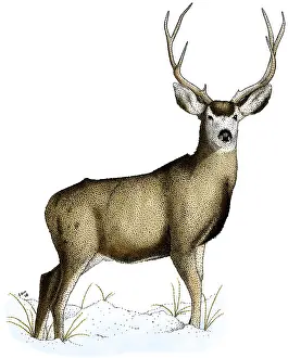 Game Animals Prints: Mule Deer