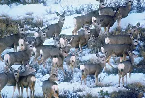 Winter Prints: Mule deer
