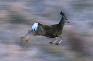 Misc 2 Prints: Mule deer running