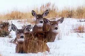 Winter Prints: Mule deer in snow