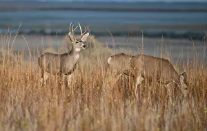 Prints of Mule deer (Odocoileus hemionus) grazing on Antelope Island, Utah : Mule Deer, Utah