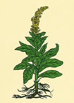 Charm Prints: Mullein