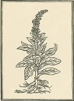 Charm Prints: Mullein
