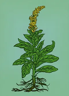 Plantae Prints: Mullein