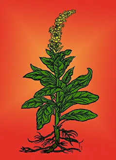 Religious Prints: Mullein
