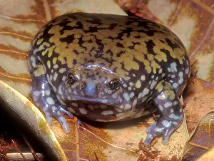 2005 Prints: Muller's Termite Frog