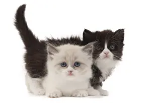 Prints of Munchkin kittens : Munchkin Kittens