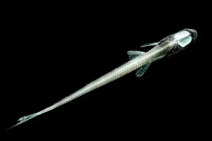 Dark Prints: Murray's Grideye Fish (Ipnops murrayi)