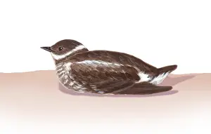 Animals Prints: Murrelet