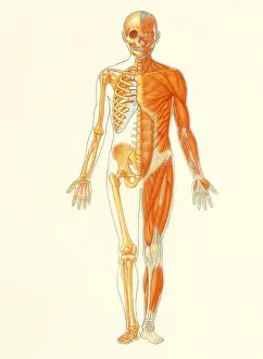 Figure Prints: Musculo-skeletal system