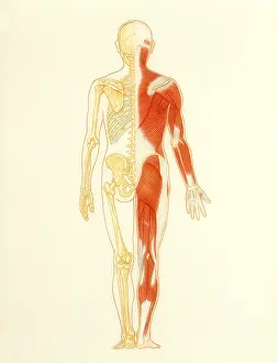 Body Prints: Musculo-skeletal system