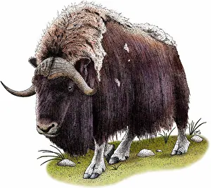 Tundra Prints: Musk Ox