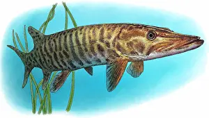 Muskellunge Prints: Muskellunge