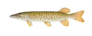 Best Sellers Part II Prints: Muskie, muskellunge, lunge, musky or ski fish