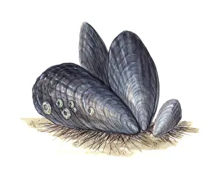 Diagram Prints: Mussels