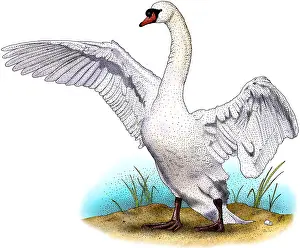 Fowl Prints: Mute Swan