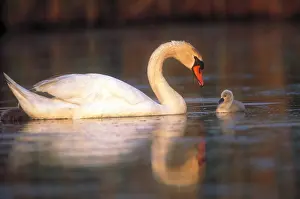 Misc 2 Prints: Mute swan with cygnet