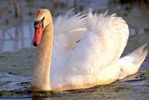 Aves Prints: Mute Swan (Cygnus olor)