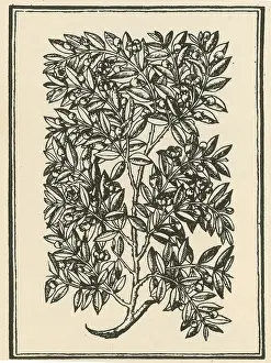 Magic Prints: Myrtle, Alchemy Plant
