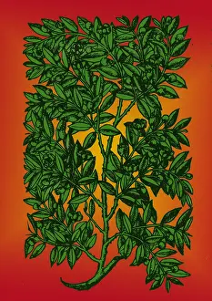 Magic Prints: Myrtle, Alchemy Plant