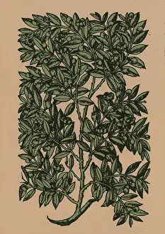 Plantae Prints: Myrtle, Alchemy Plant