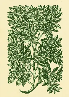 Myrtle, Alchemy Plant