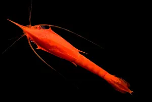 Deep Ocean Prints: Mysid Shrimp