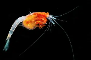 Floor Prints: Mysid Shrimp