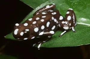Spotted Prints: Mysterious Poison Frog